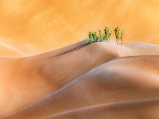 Green Desert