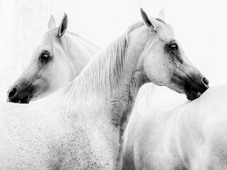 White Horses
