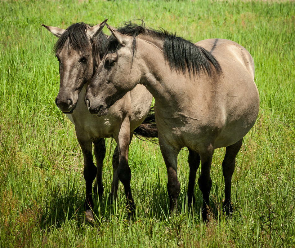 Польські коники - поліські тарпани
