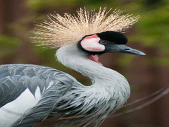 Вінценосний красень