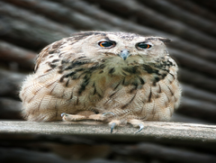 Пугач зі старого млина