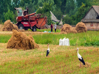 Жнива на Поліссі