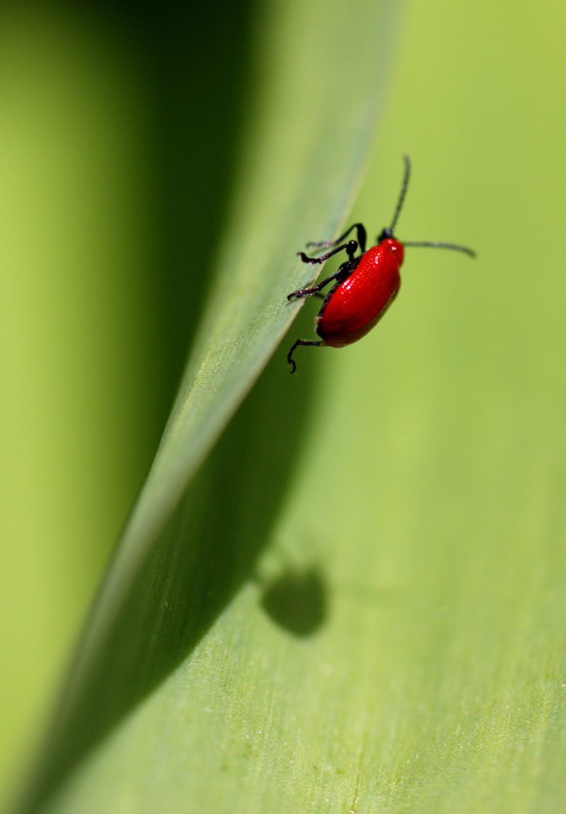 Scarlet lily beetle