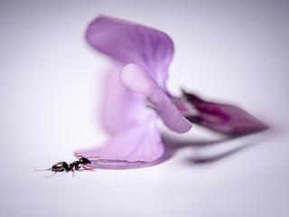 муравей и цветок