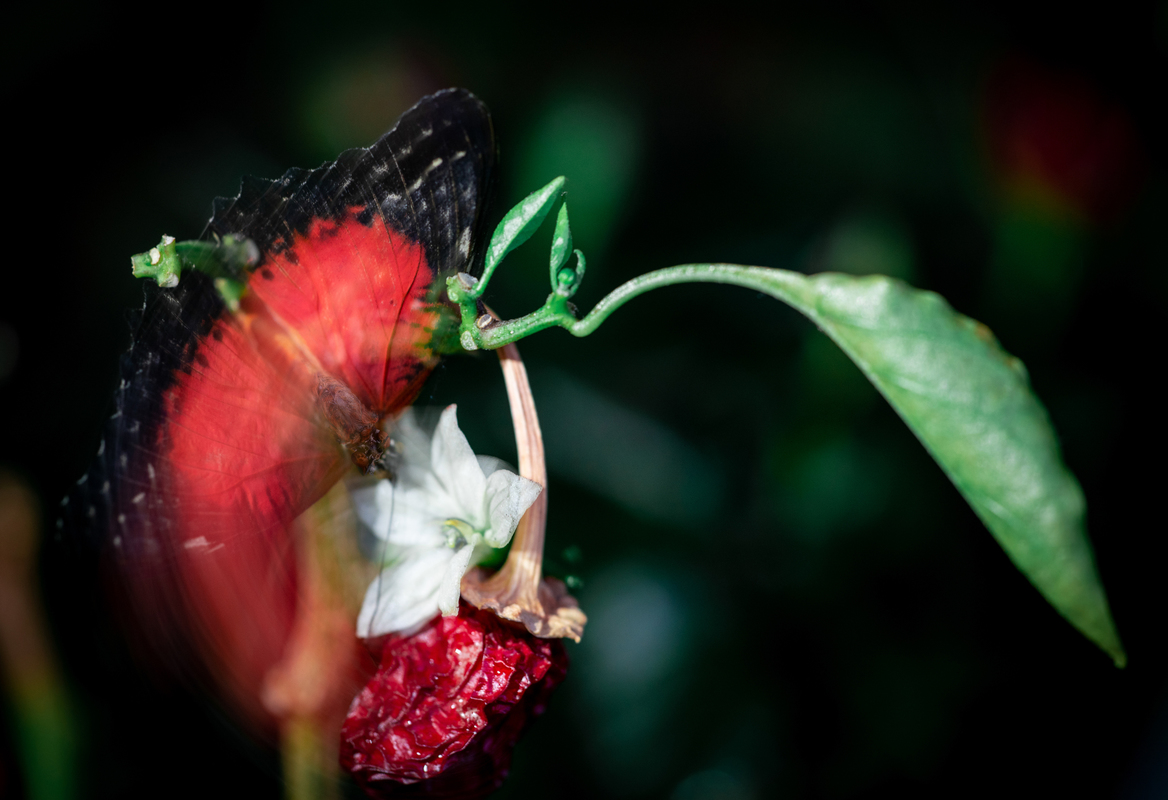 последний полет