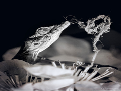 в поисках пищи