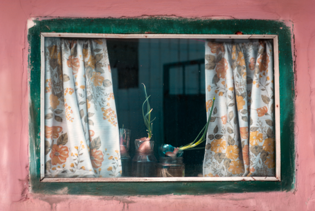 луковый натюрморт