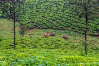Wild elephants in tea estates