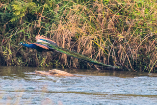 Peacock in flight