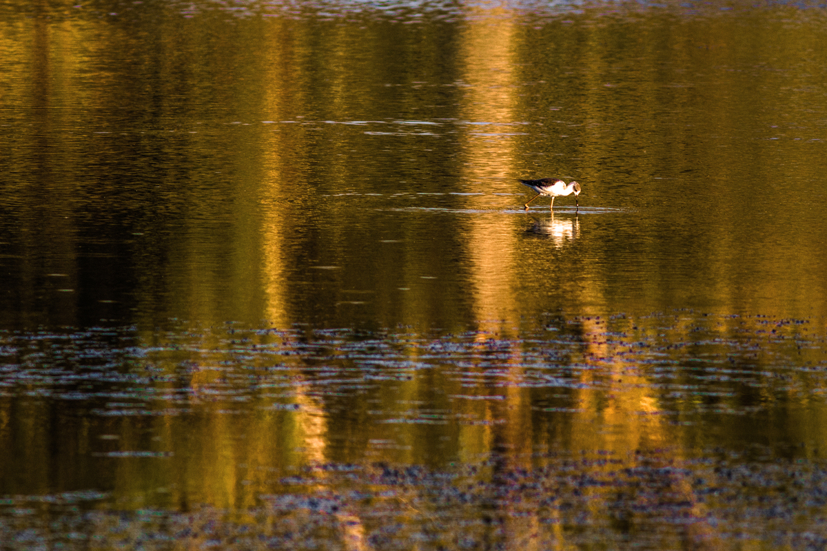 Мандрівник