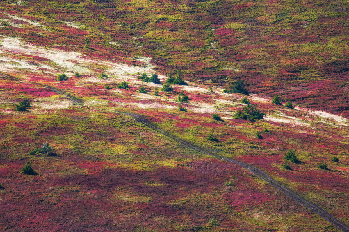 Марсіанські Боржави