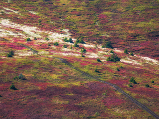Марсіанські Боржави