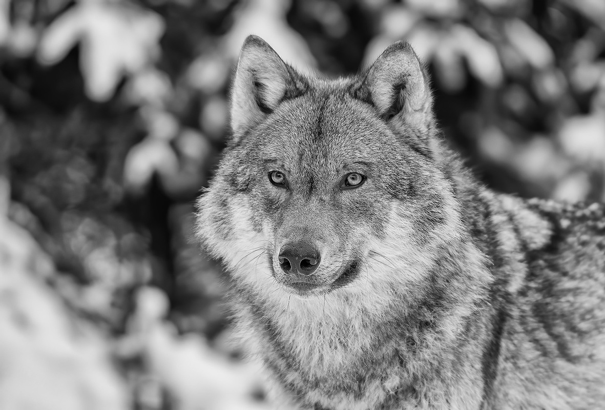Grey wolf
