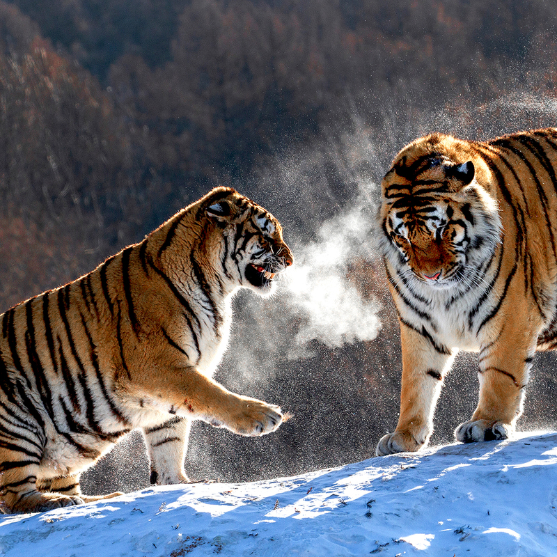 Tiger quarrel