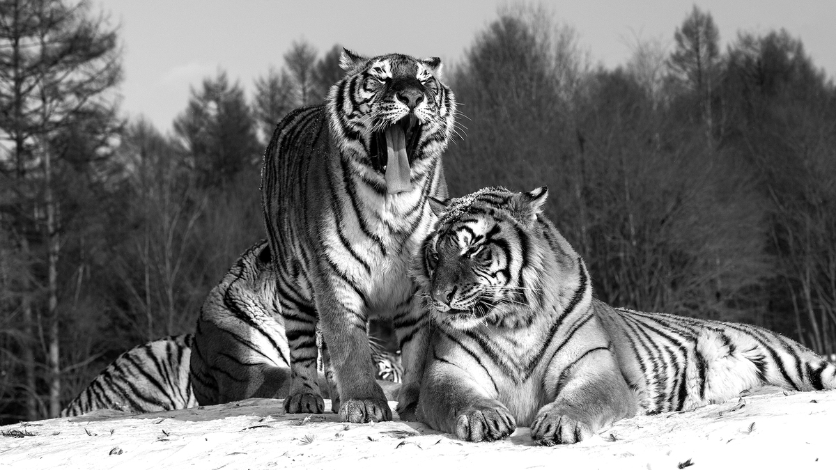 Tiger friends