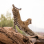 ARCHING LEOPARD