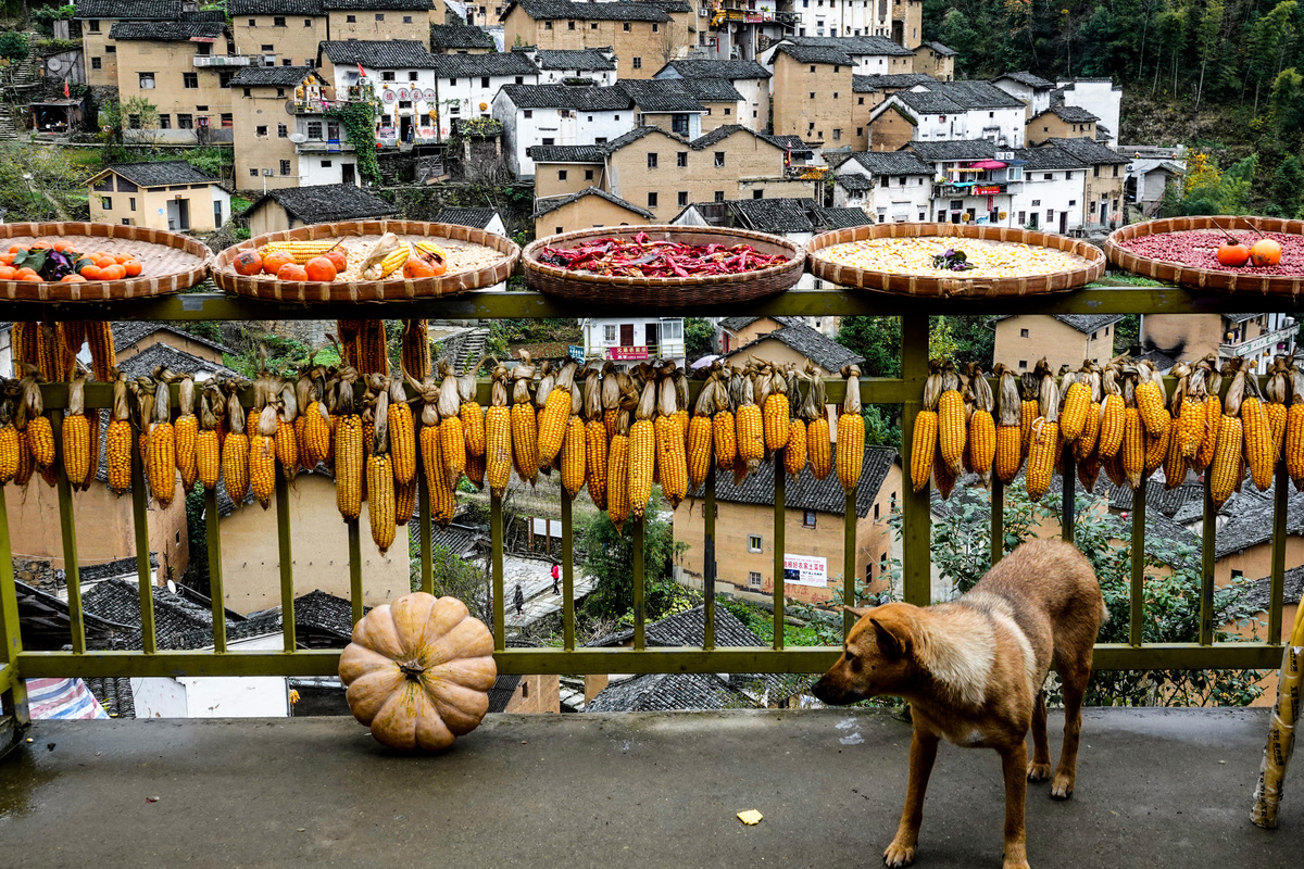The household with bumper harvest