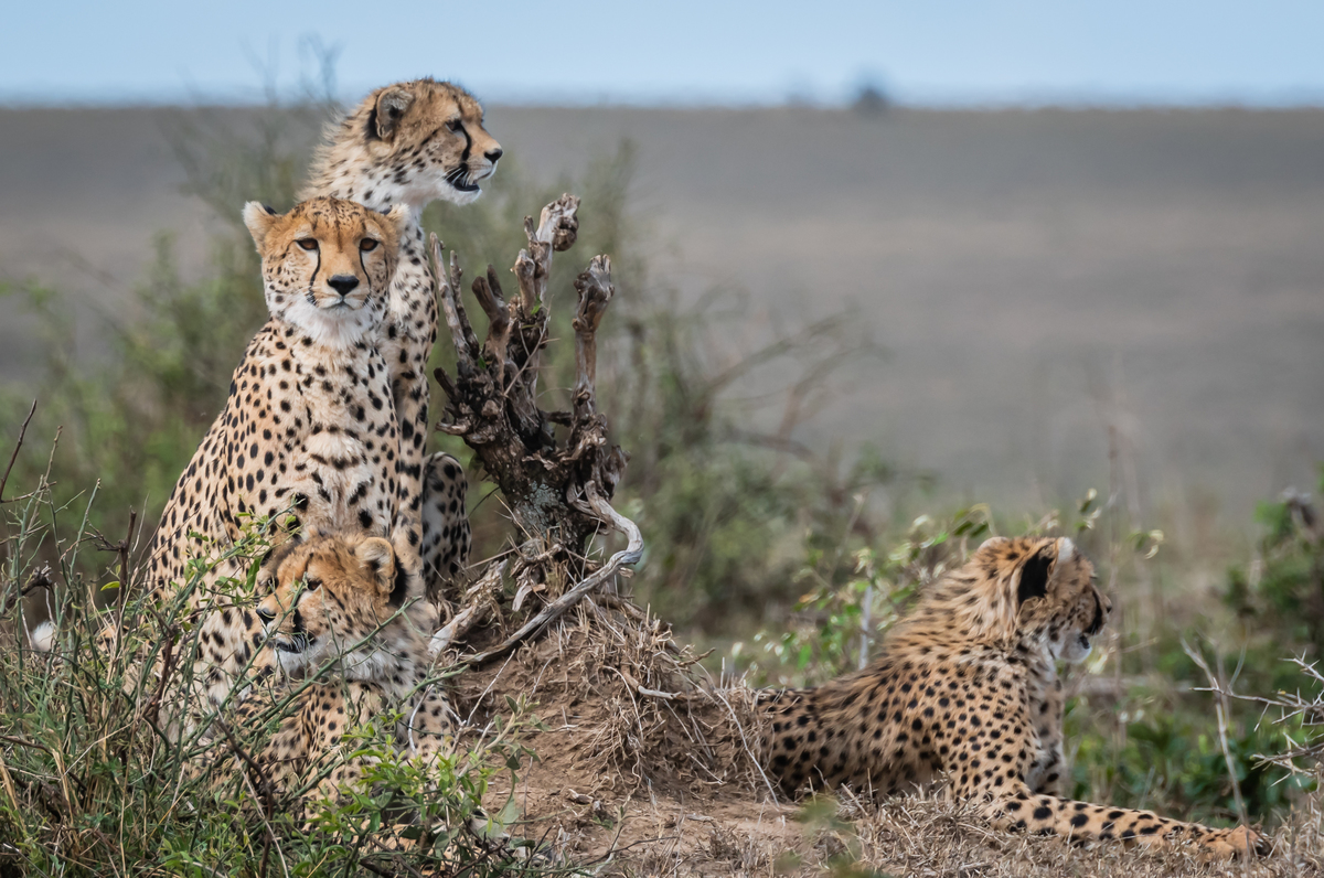 Cheetah Beauties of the Mara
