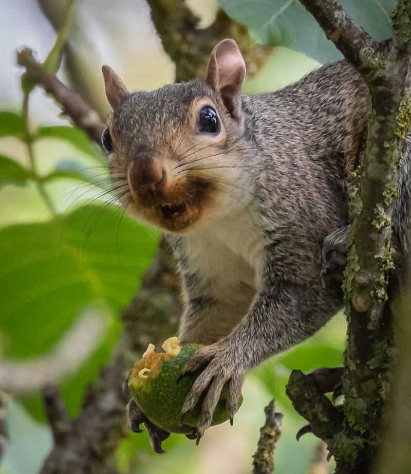 Cheeky Walnut Thief