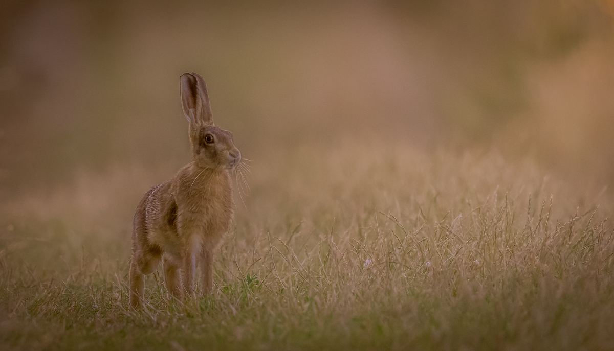 Hare in the Mist