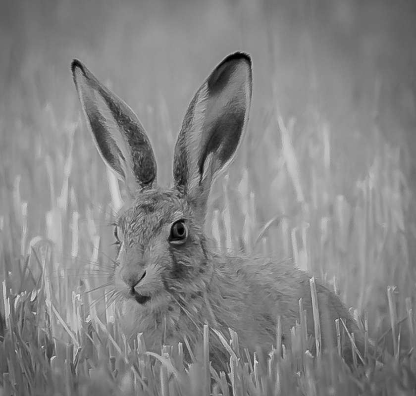 Hare Beautiful