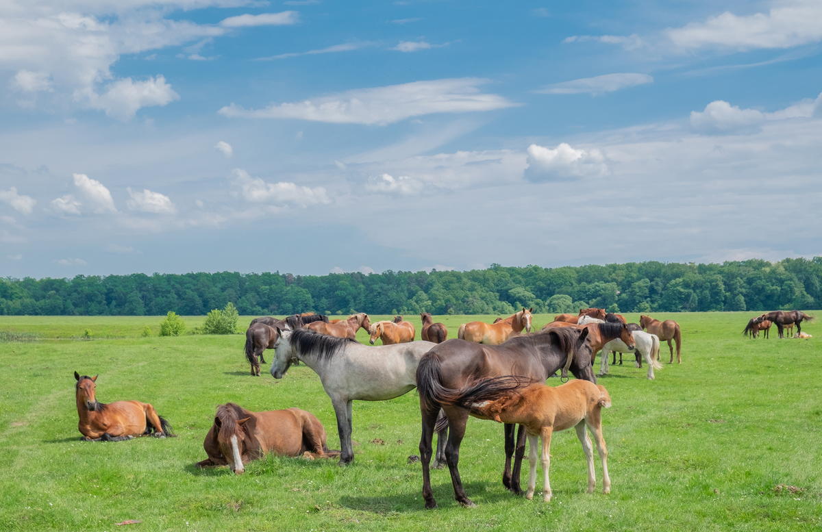 на пасовищі...
