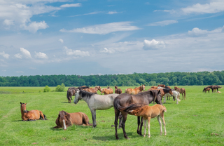 на пасовищі...