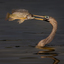 Anhinga with Fish