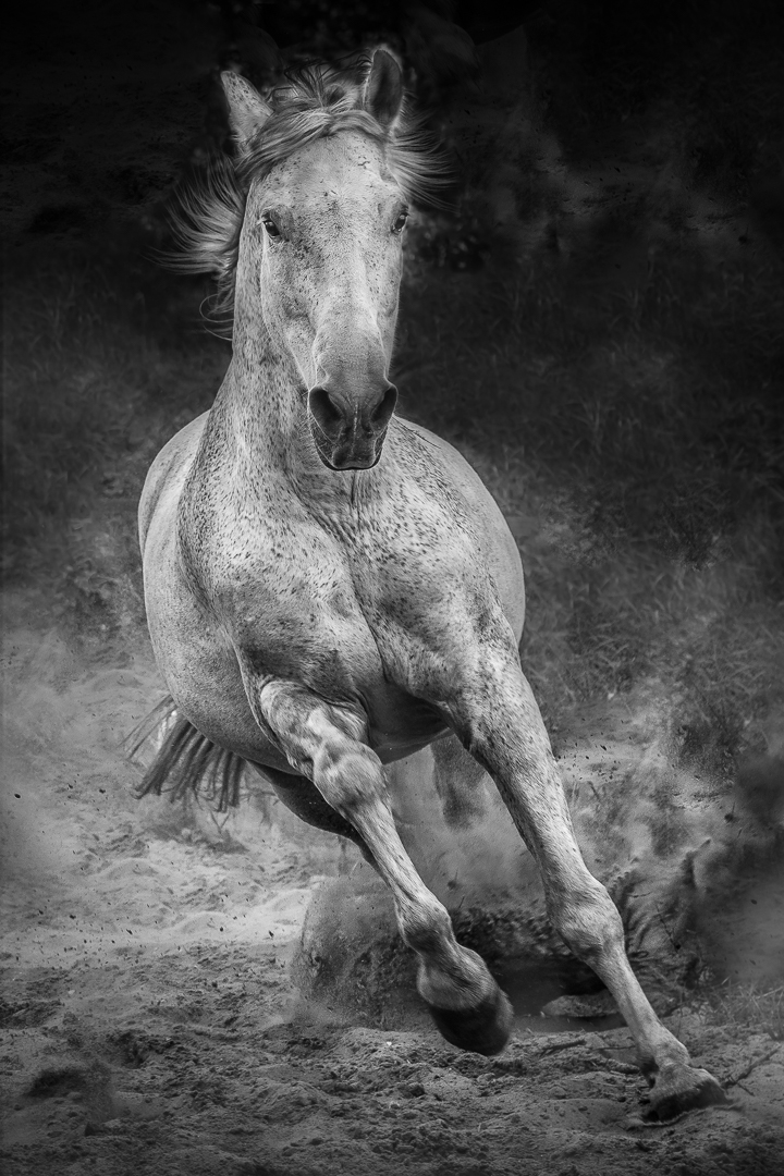 Andalusian Stallion