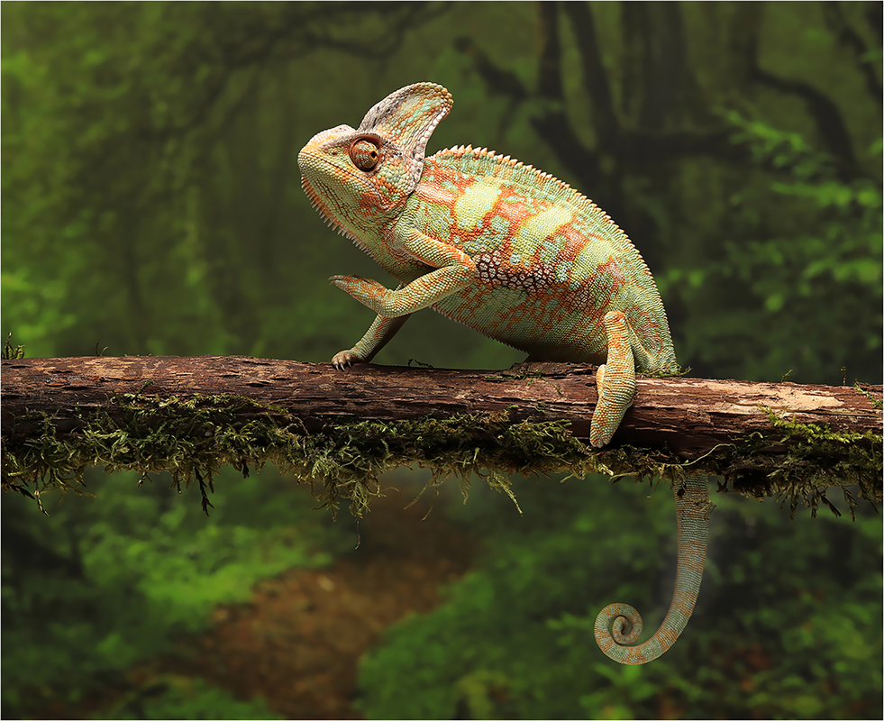 Veiled Chameleon
