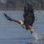 FISH EAGLE