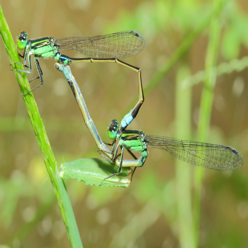 mating of damsel fly