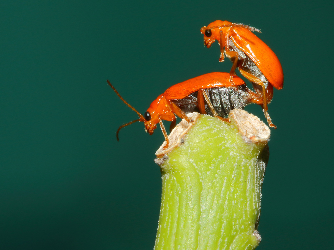 MATING for existence 3.