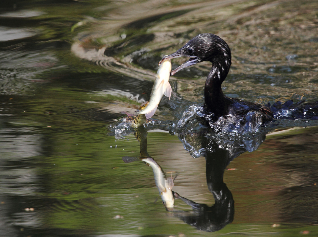 Snake And Cormorant For Fish