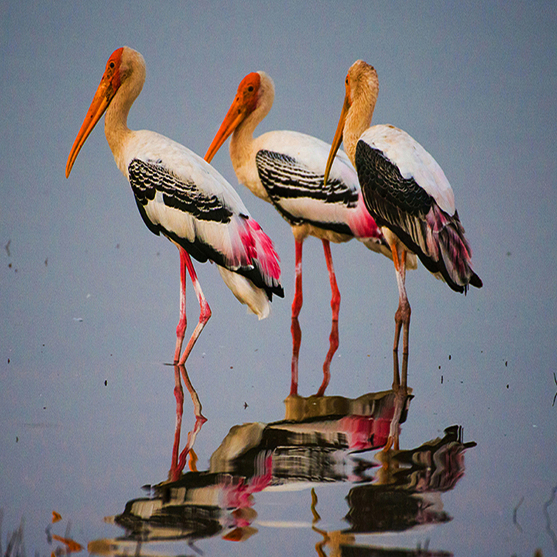 Painted Stork