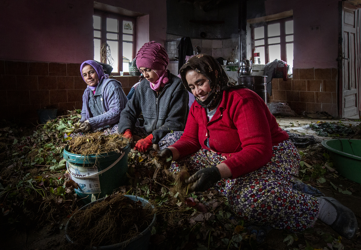Strawberry processing
