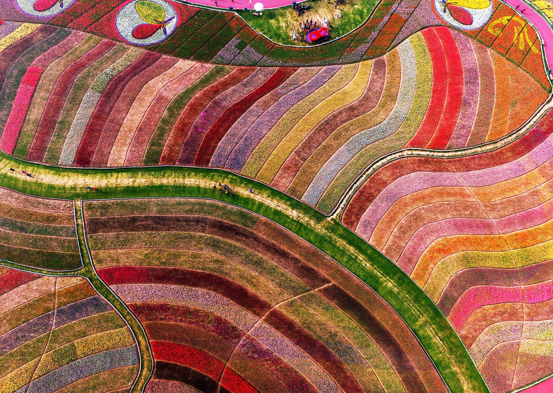 Color waves of sea flowers