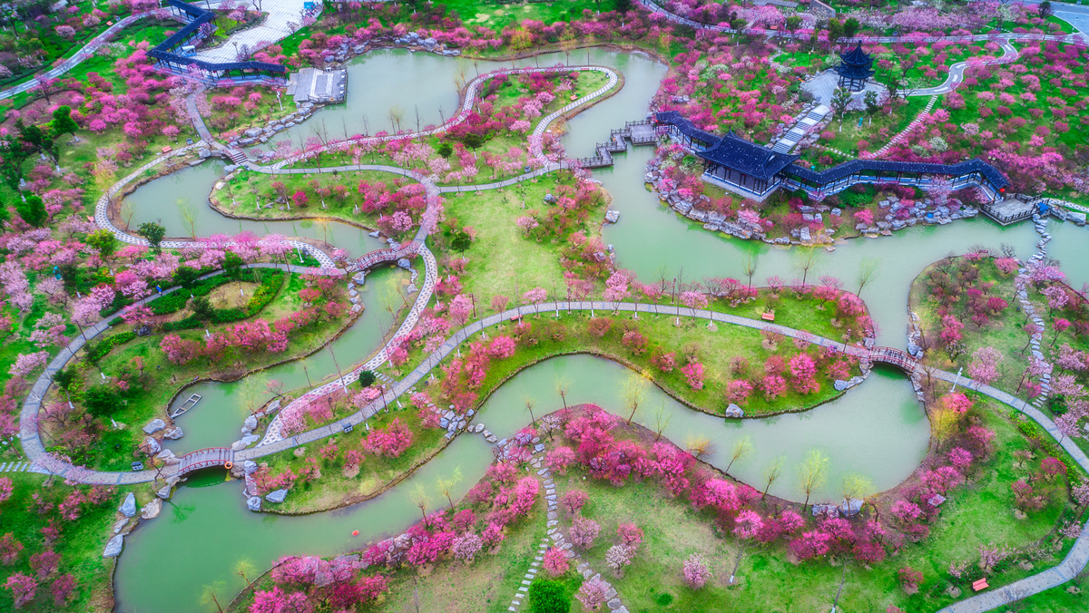 Plum blossom in spring