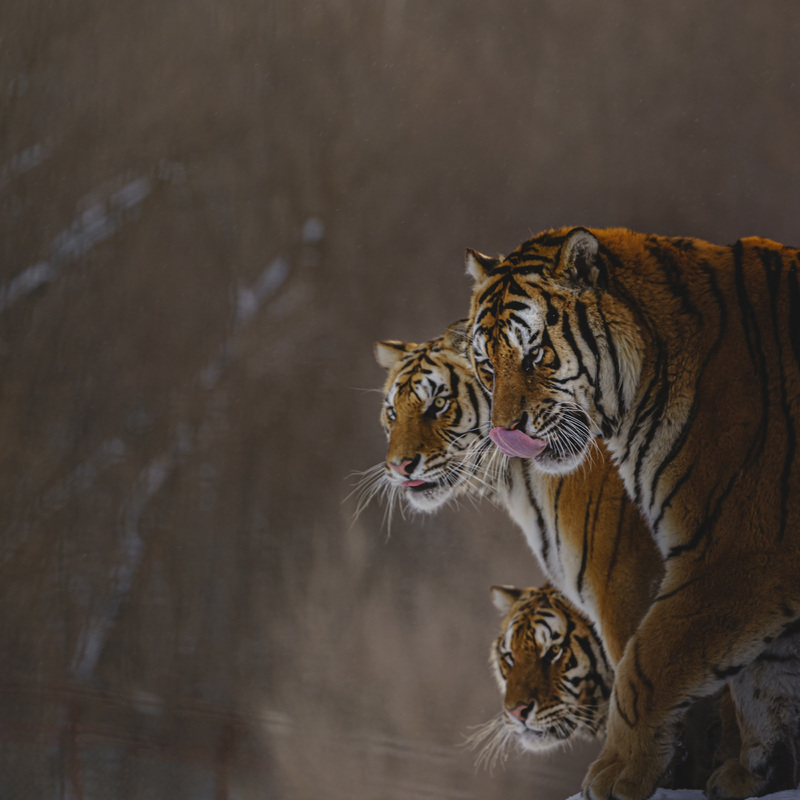 Three Manchurian tigers