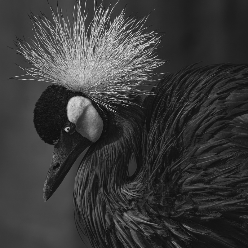 Gorgeous grey-crowned crane 9