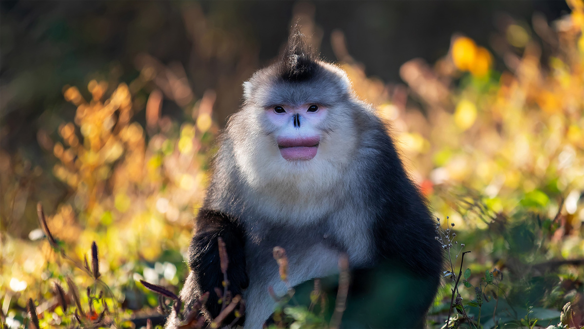 Yunnan snub-nosed monkey