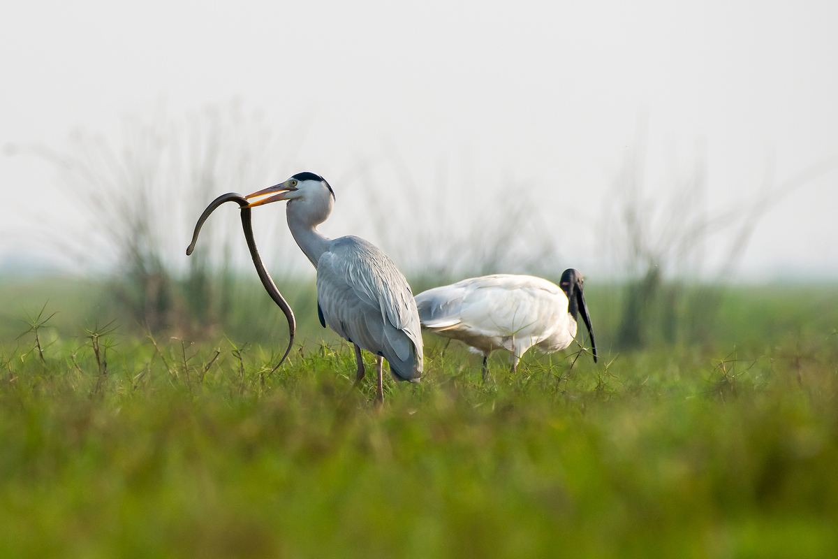 GREY HERON WITH KILL