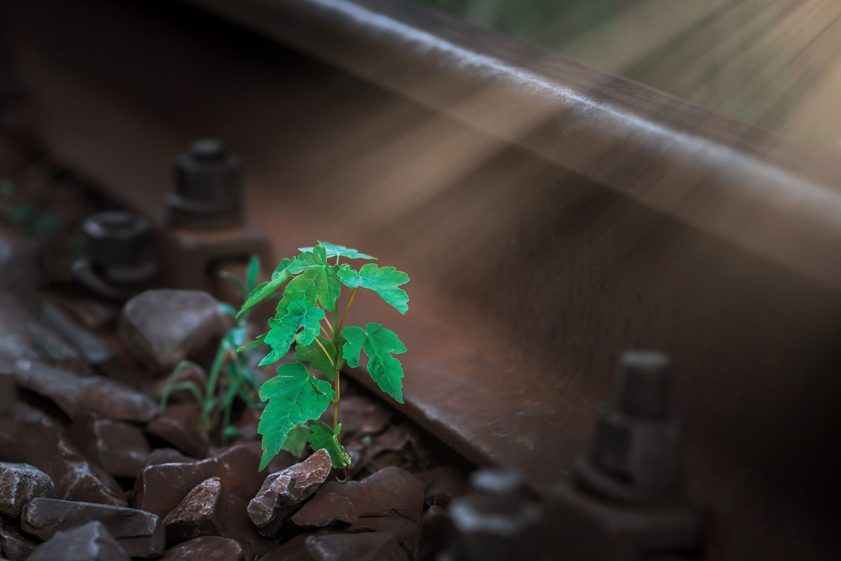 Життя — там, де світло