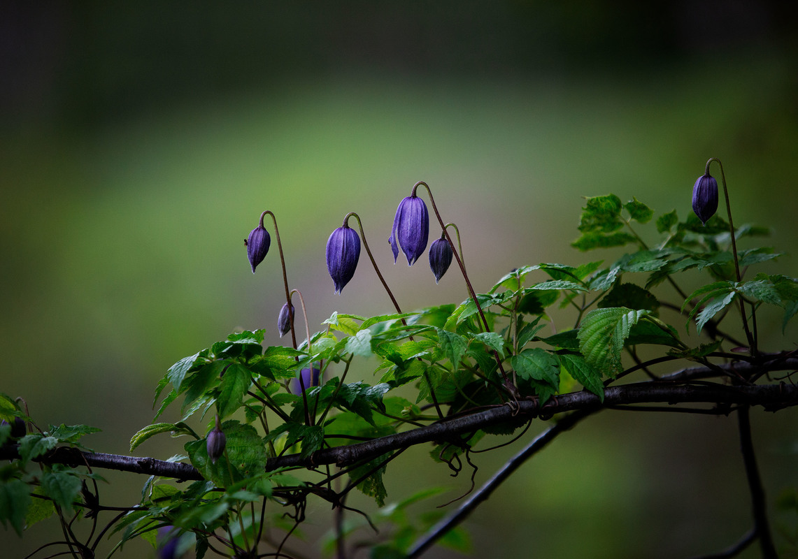 Дикий лісовий клематис