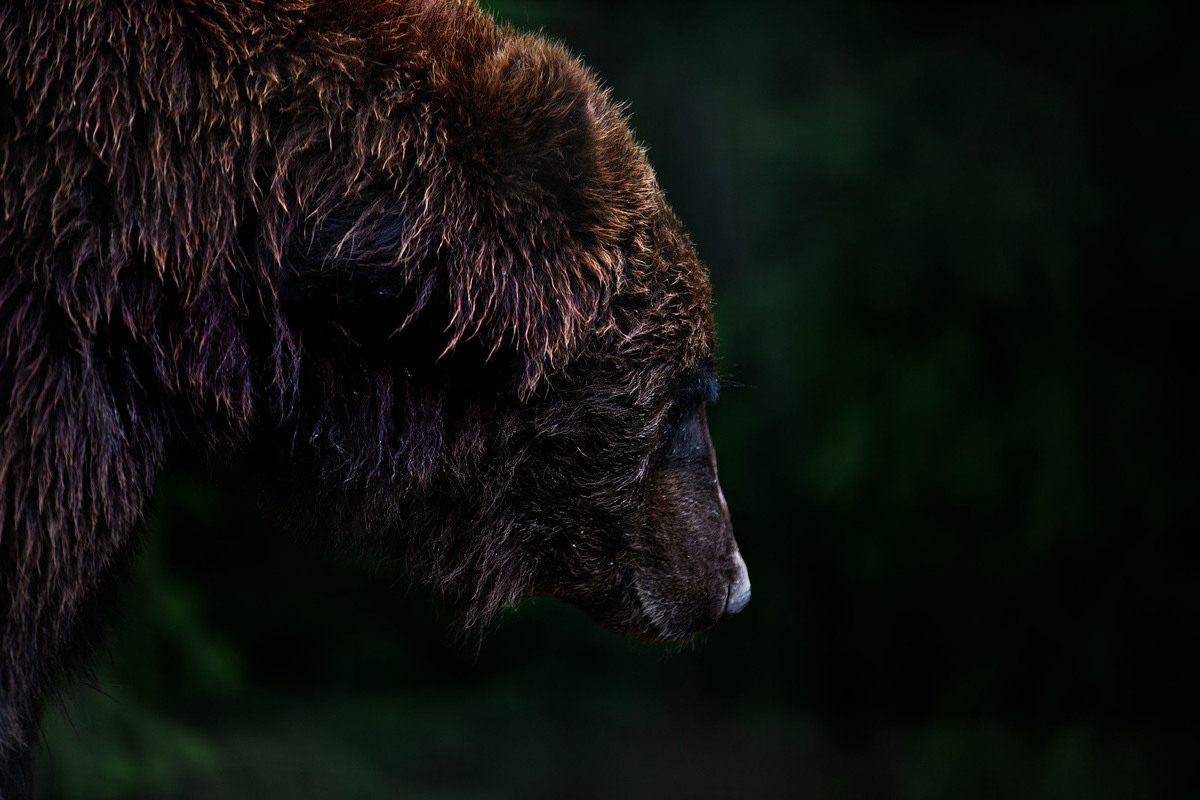 Потужний звір