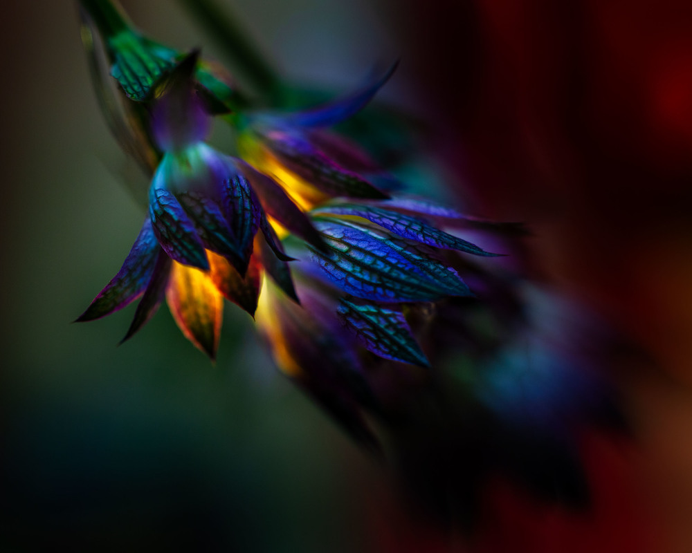 Магія вдома