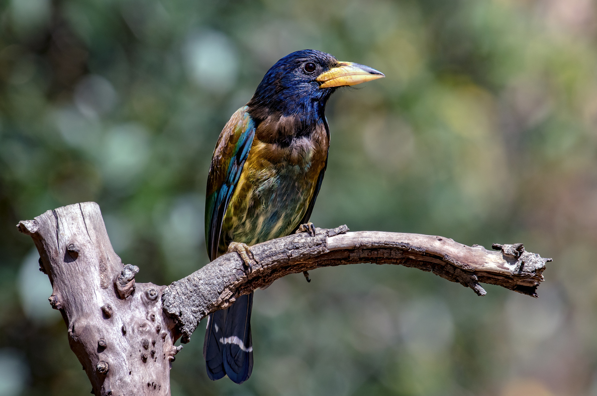 Great Barbet