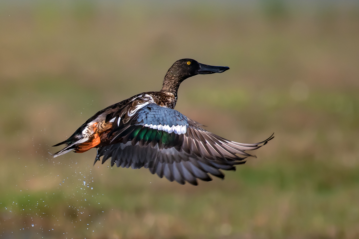 Northern Shoveler