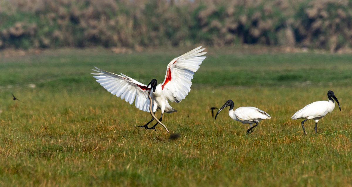 IBIS
