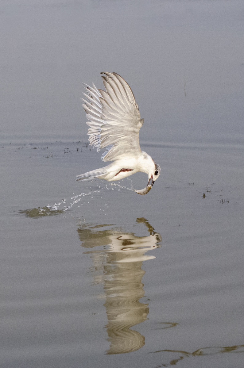 WHISKERED TERN WITH FISH